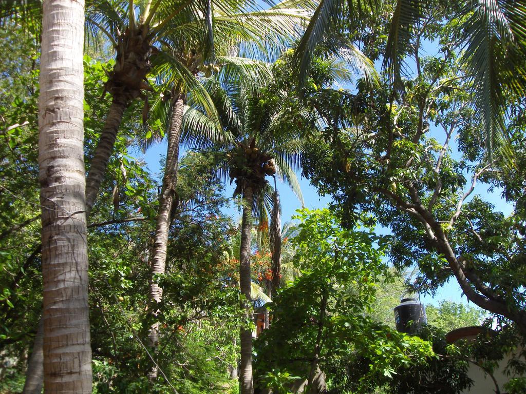 El Almendro Hotel Puerto Angel Exterior photo